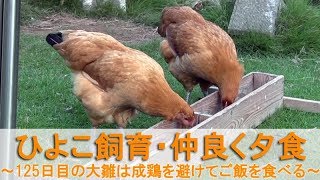 ひよこ飼育84・仲良く夕食～125日目のニワトリ大雛は成鶏を避けてご飯を食べる～