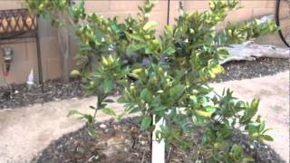 Navel citrus tree update 6/2011 Leaf drop and dying branch problem fixed