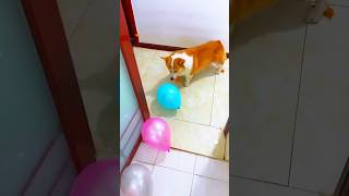 Dog vs Balloons: Last One Is a Tricky Surprise!😮