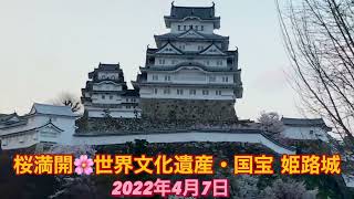 桜満開🌸姫路城🏯2022年4月7日