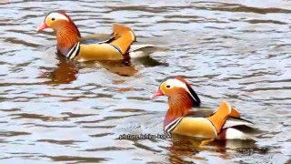 ドングリの好きなオシドリ－千里中央公園－2016 02 24