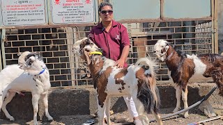 Ghar Par Pale Hue Climate Set Garam Andul Goat Lo Aur Shouk Karo || Shahbaz Bhai Bhiwandi Mumbai ||