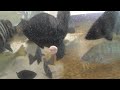 ソーセージを食べる飼育している魚。カンパチ、シマアジ、真鯛、オキナメジナ、石鯛、ヘダイが捕食しています。これらはすべて紀州産。釣ったものばかり。