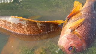 Great ebb tide! My cousin found a black-eyed redfish in a small puddle