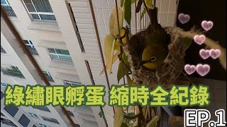 陽台小嬌客\