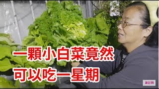 一顆小白菜竟然可以吃一星期