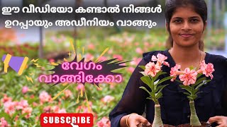 നൂറു കണക്കിന് പൂക്കൾ വിരിഞ്ഞു നിക്കുന്ന കണ്ടാലോ🌷| Adenium sale | Flowerkart 🌱