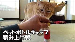 【保護猫】猫vs飼い主。ペットボトルキャップ積み上げ戦