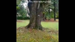 ნახეთ რა გააკეთა ემიგრანტებისთვის წინანდალში შოთო სიხარულიძემ FACEBOOK Live