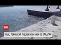 Viral Fenomena Ribuan Ikan Naik ke Daratan