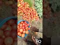 Organic tomatoes at Ruwa organic farm :  Starting an organic regenerative farm from scratch