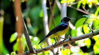 นกกินปลีคอสีน้ำตาล Brown-throated Sunbird : Anthreptes malacensis