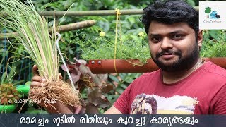 രാമച്ചം നടില്‍ രിതിയും ഗുണങ്ങളും  | Ramacham Krishi | Glory Farm House