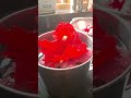 ചെമ്പരത്തി ചായ healthy hibiscus tea youtubeshorts home