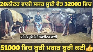 10-12ਲੀਟਰ ਵਾਲੀਆ 2 ਮੱਝਾ ਅਤੇ 1 ਗਾਂ ਵੀਕਾਓ। Buffalo and cow for sale/singh dairy farm/21-12-24