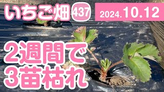 いちご畑【437】定植後2週間で3苗枯れ