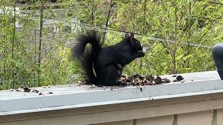 Squirrel destroys a walnut in 3.5 min flat