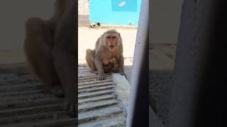 monkey video | dog sound | dog and monkey video | bandar wala video | kutta wala video #shorts