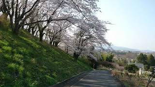 いわき桜風景｜2020年4月4日｜いわき市内郷翠の杜高等学校界隈｜内郷御厩町市街地｜水石山｜ど田舎おやじのブラ散歩