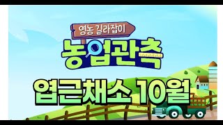 영농길라잡이 - 2024년 10월호 엽근채소관측