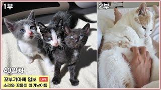 쵸비 체다 크리미 라이브 우다다 무릎 아기냥이들! 40일차