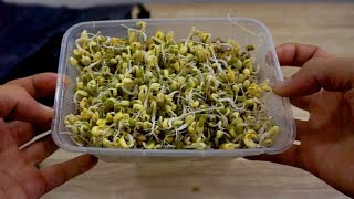 How to Grow Mung Bean Sprout at Home With Plastic Box - Better Home & Garden