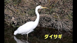 [4K60P]魚を捕らえるダイサギ／Ｋ川