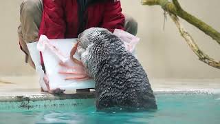 鳥羽水族館 ラッコ メイちゃん19歳のお誕生日 お祝いのｱｲｽｹｰｷプレゼント 後編