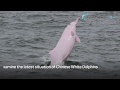 Marine Ecology Enhancement Fund – Examination of Chinese White Dolphins in Lingding Bay