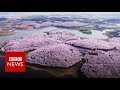 Drone captures stunning China blossoms - BBC News