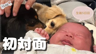 生まれたばかりの赤ちゃんとチワックス姉弟の初対面！意外な反応が可愛すぎました・・・