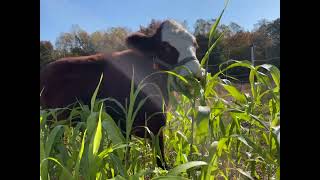 Grazing sorghum Sudan grass. #grazing #rotationalgrazing #sorghum