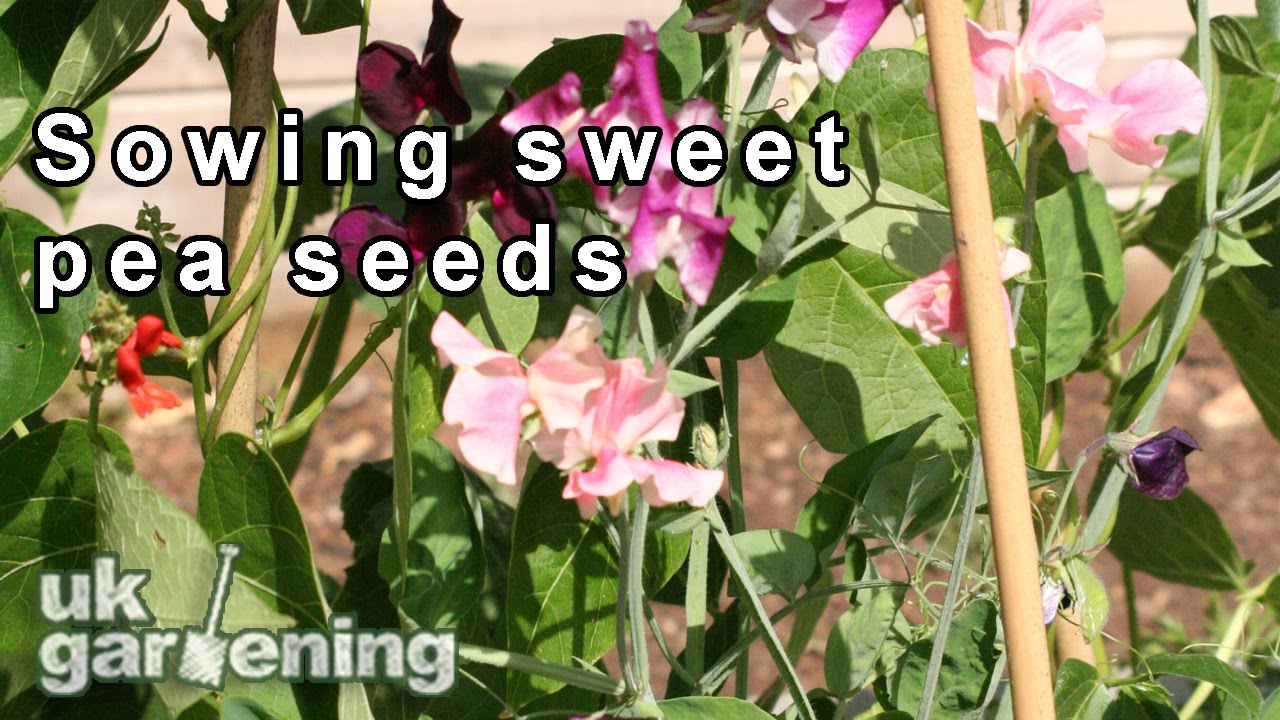 Sowing Sweet Pea Seeds - YouTube