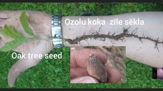 Kā iestādīt ozolu koka sēklu mājās . How to plant an oak tree seed at home