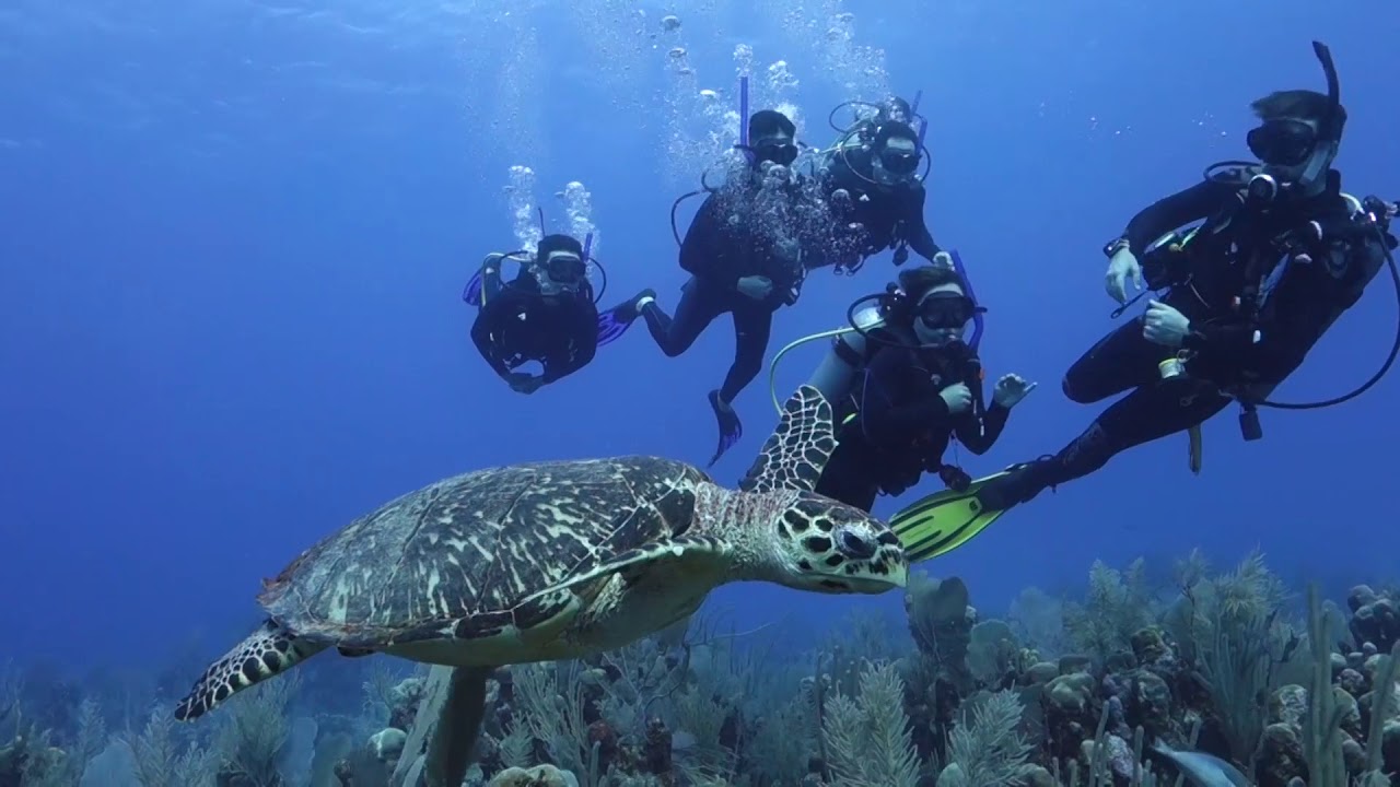 Scuba Diving In Cancun Mexico August 2017 - YouTube