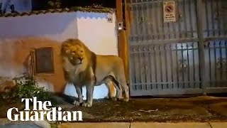 Lion wanders through Italian town after escaping circus