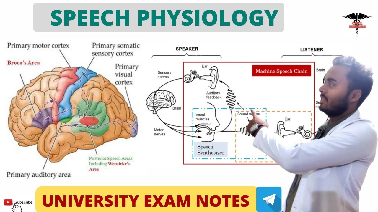 Speech Physiology || Broca Area | Wernicke Area | CNS Physiology - YouTube