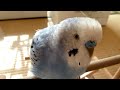 買って買って～セキセイインコのめいこちゃん～　budgie talk