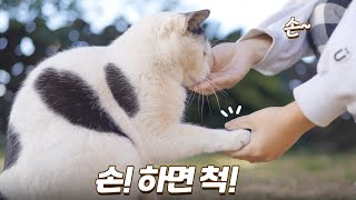 매일 밥 주고 놀아줬더니 냥아치에서 개냥이 된 길고양이