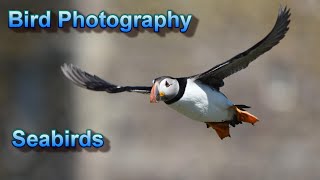 How to Photograph Seabirds