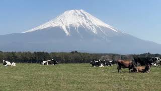 今の富士山 2023.3.8 朝霧高原。牛さんと富士山