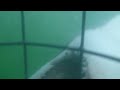 Great White Shark Severs Swimmers Legs