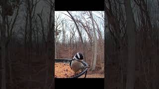 This is one of the smallest female Downy Woodpeckers #birding #birds #nature #wildlife #birdwatching