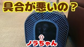 ノラちゃん動物病院へ行く。