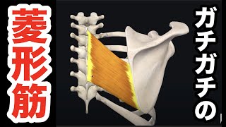ガチガチの菱形筋を一撃でユルユルにする、最高の筋膜リリーステクニック！【腰痛 治し方 ストレッチ】[Low back pain] Rhomboid muscle loosening method