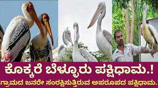 kokkare bellur bird sanctuary||  ಕೊಕ್ಕರೆ ಬೆಳ್ಳೂರು ಪಕ್ಷಿಧಾಮ.!