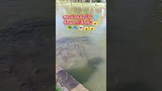 สระน้ำหลังบ้านลึกมาก!!น่าจะลึกลับด้วย💦🐢🐟👻😱😱#ครูมิ้นท์สายฮา#บันเทิง#ไวรัล#รีวิวของแปลก #รถแห่#shorts