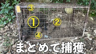 イノシシ4頭をまとめて捕獲！