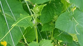 यसरी काँक्रो लगाउँदा सबैभन्दा धेरै फल्दछ || 🥒 || Cucumber Farming in Nepal