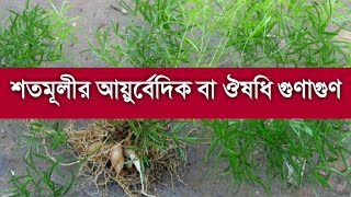 শতমূলী || শতমূলীর আয়ুর্বেদিক ও ঔষধি গুণাগুণ || asparagus